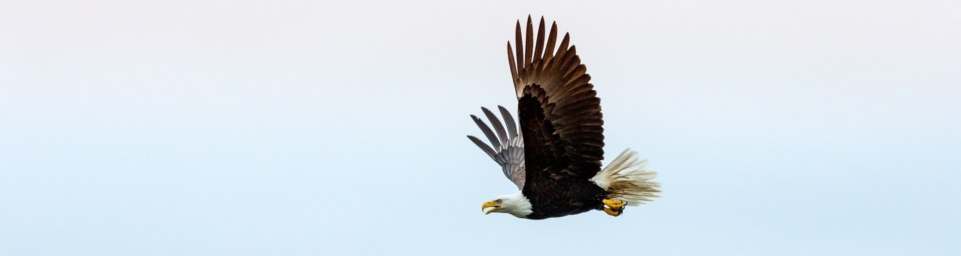 Eagle flying with mountains in the background